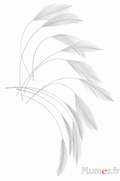 Haan - 10-15 cm - wit